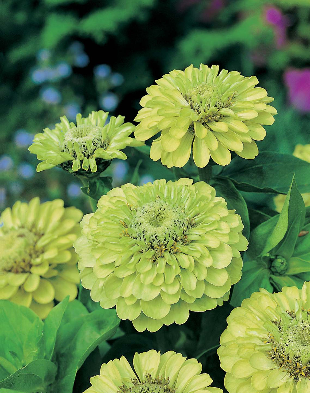 Zinnia Envy Seeds