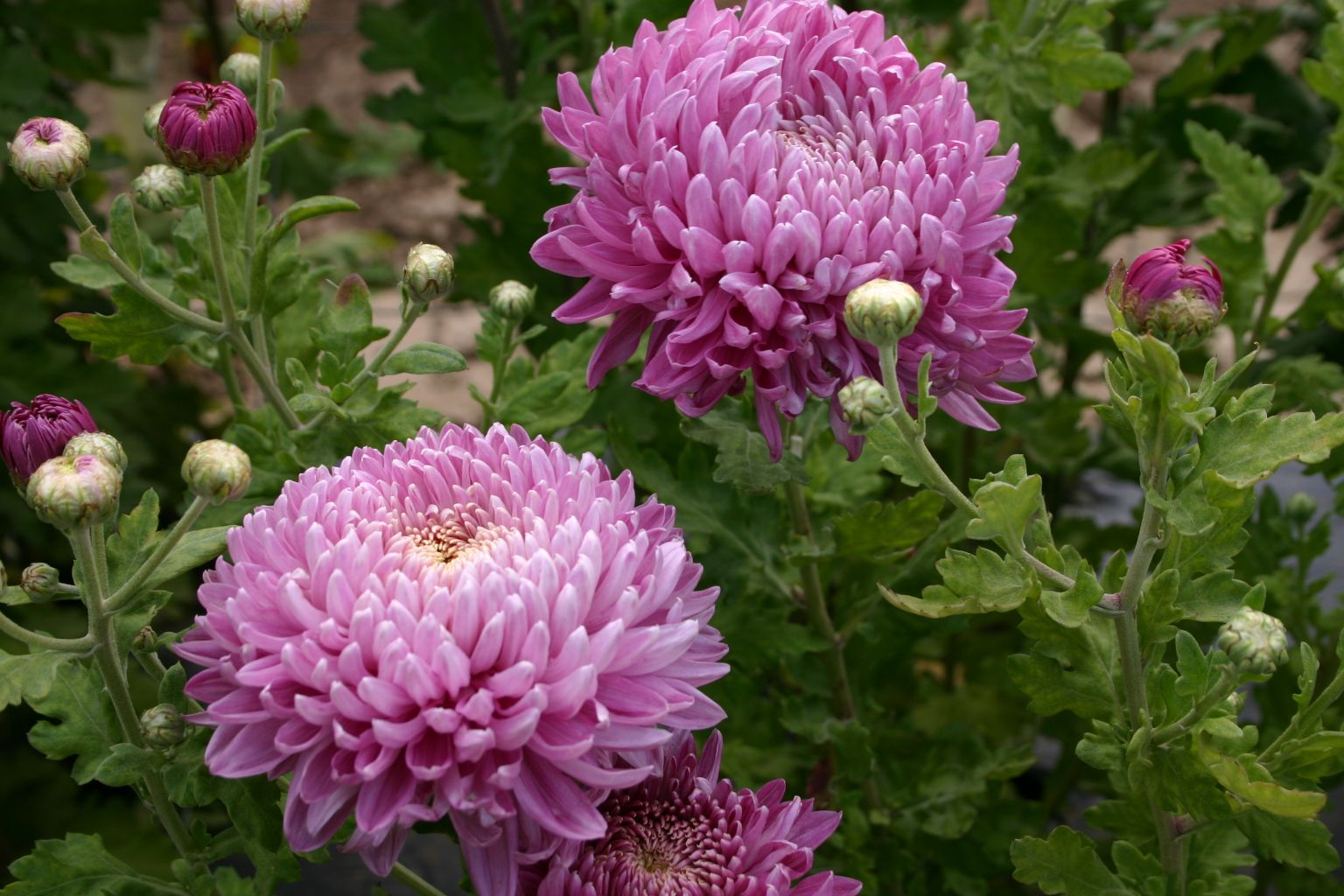 Chrysanthemums: Beautiful Inside and Out