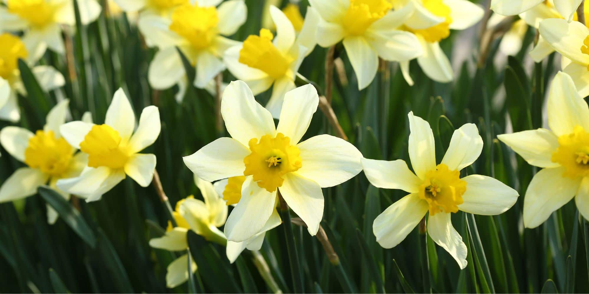 How to Deadhead Daffodils