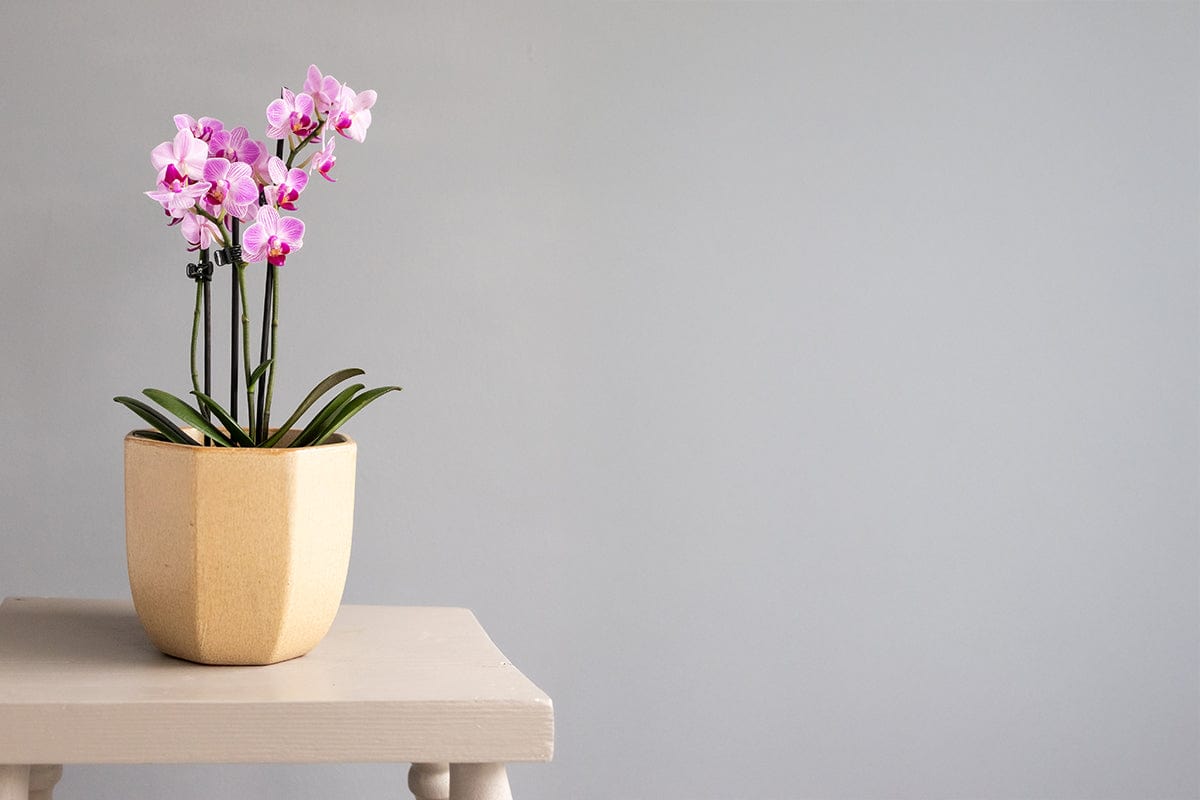 How to Get Rid of Flies in House Plants