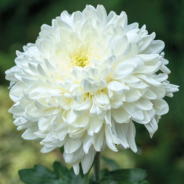 Growing Chrysanthemums in Pots