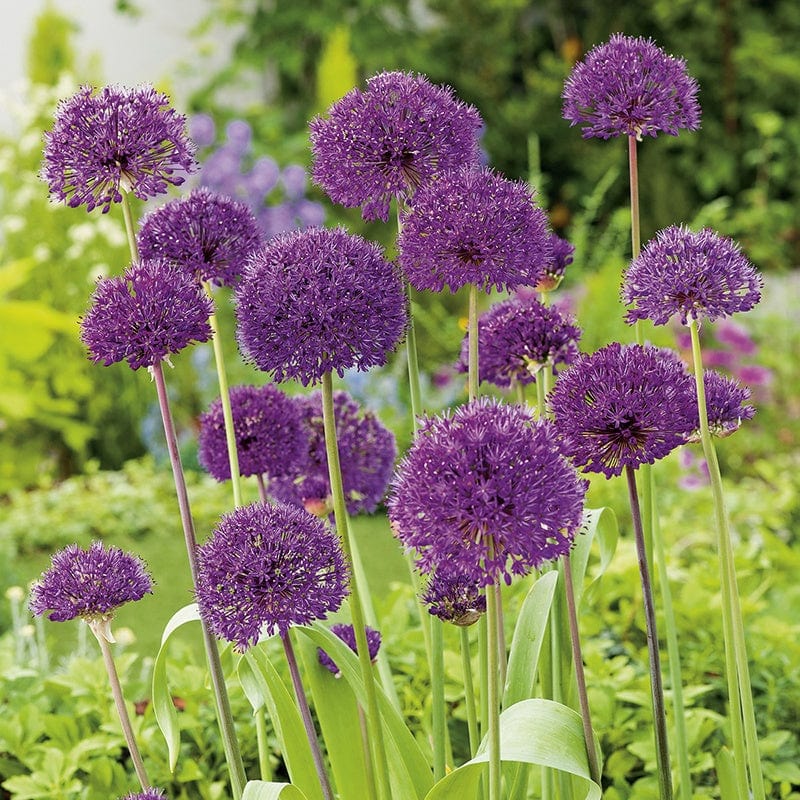 How to Grow Allium Bulbs
