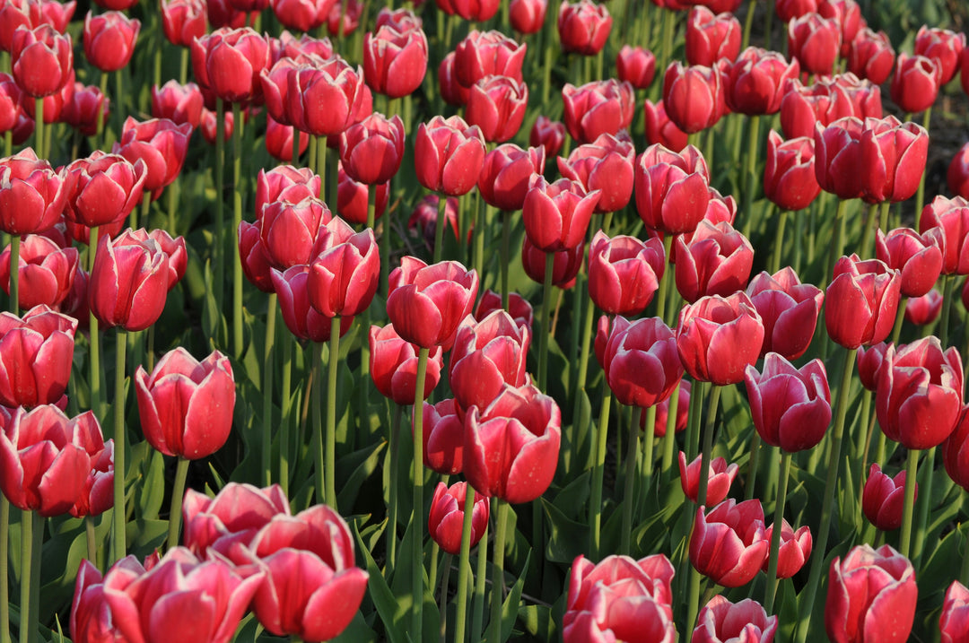 How to Grow Tulips