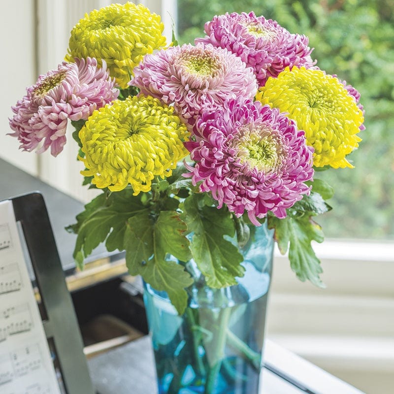 Looking After Chrysanthemums Over Winter