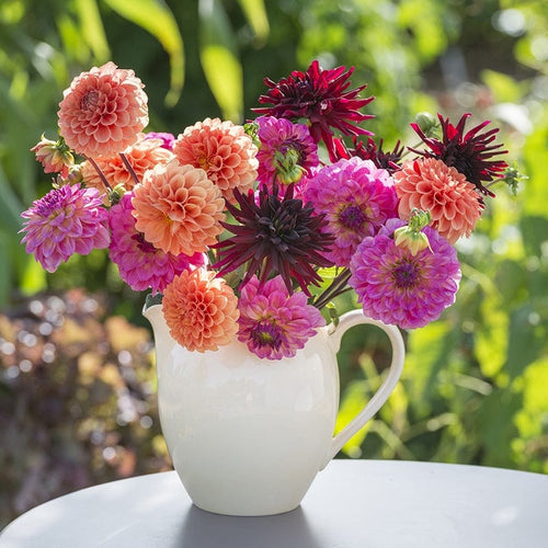 How to Grow Dahlias