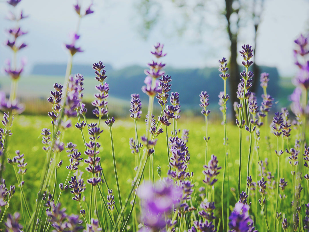 How to Grow Lavender