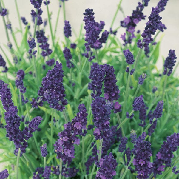 How to Grow Lavender