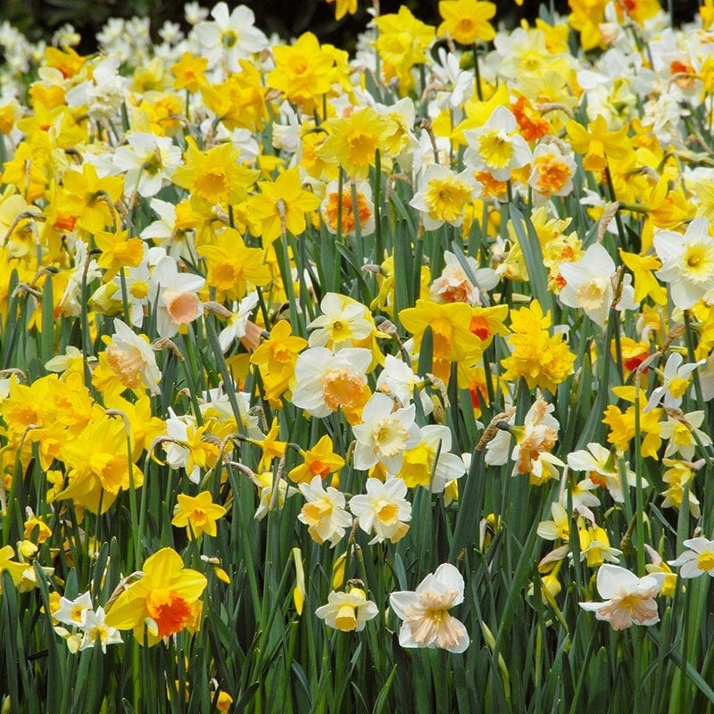 Grow Your Birth Flower