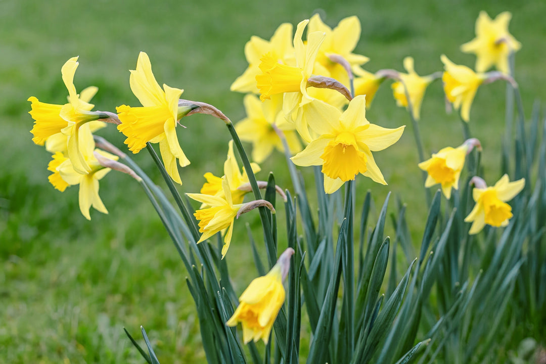 How to Grow Daffodils