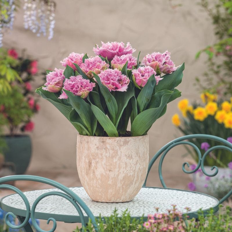 How to Stop Tulips Drooping