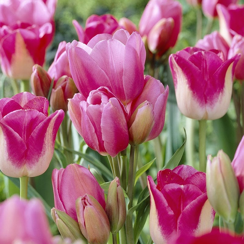 How to Grow Tulips