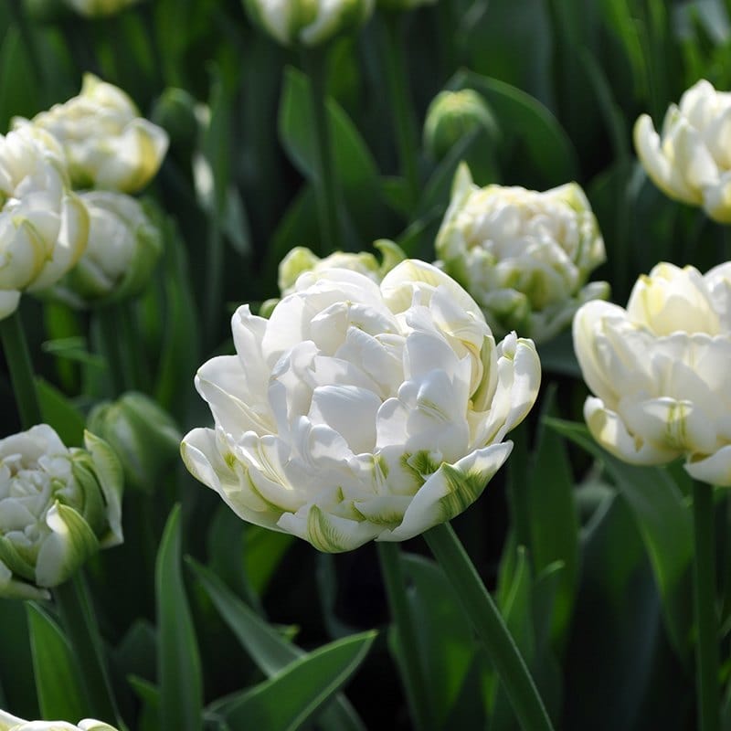 Top Ten Most Fragrant Flowers for Your Garden