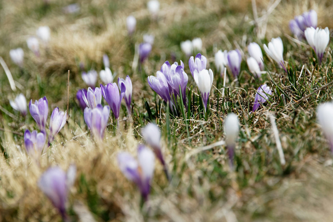 How to Grow Crocuses