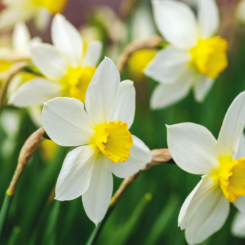 Narcissus Bulbs