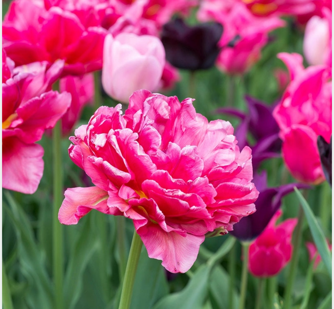 Tulip Bulbs