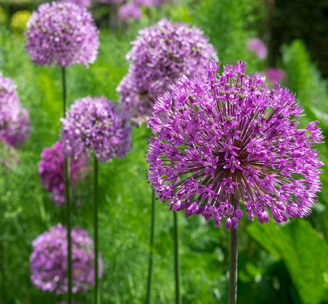 Allium Flower Bulbs
