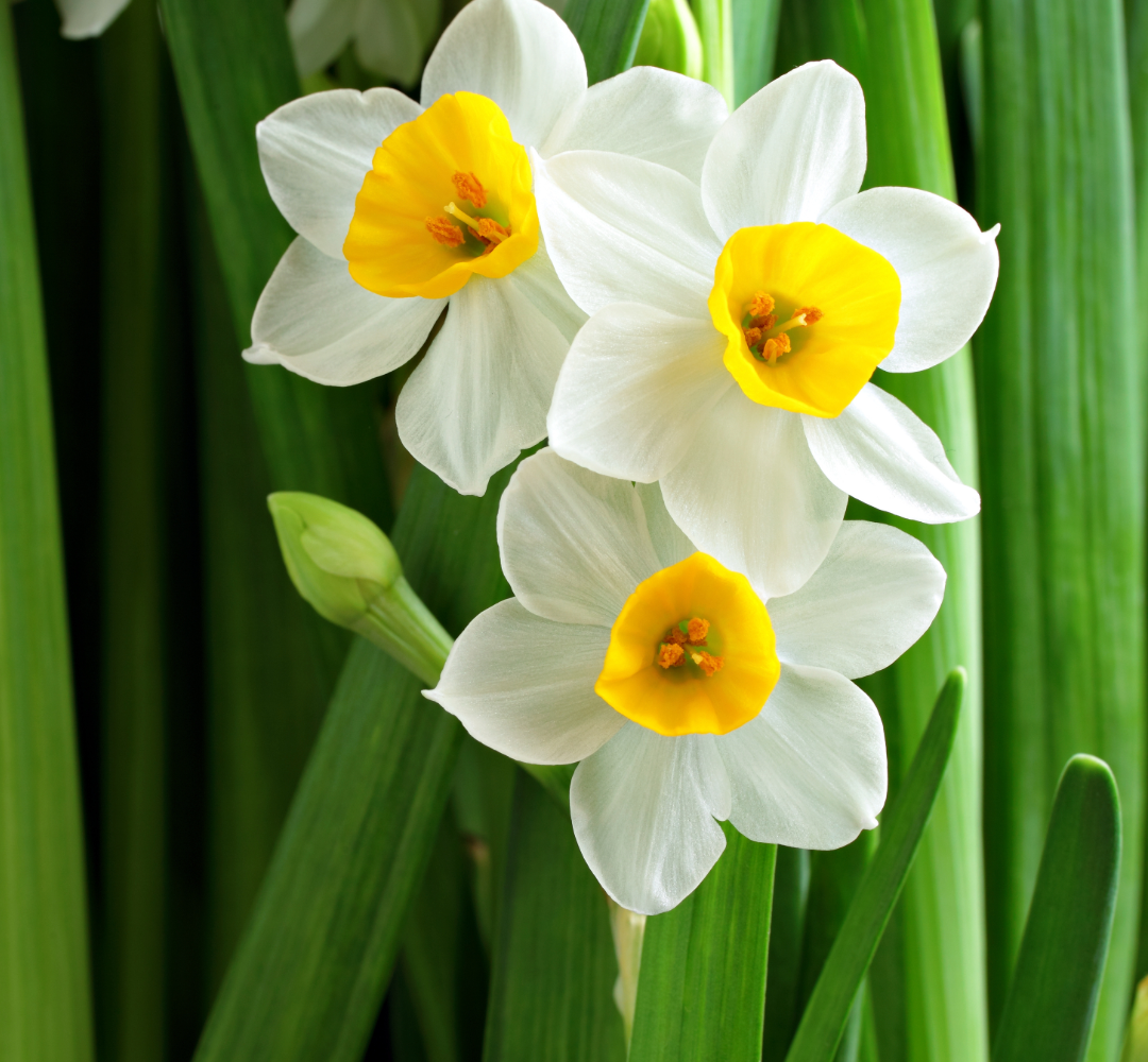 Narcissus Bulbs