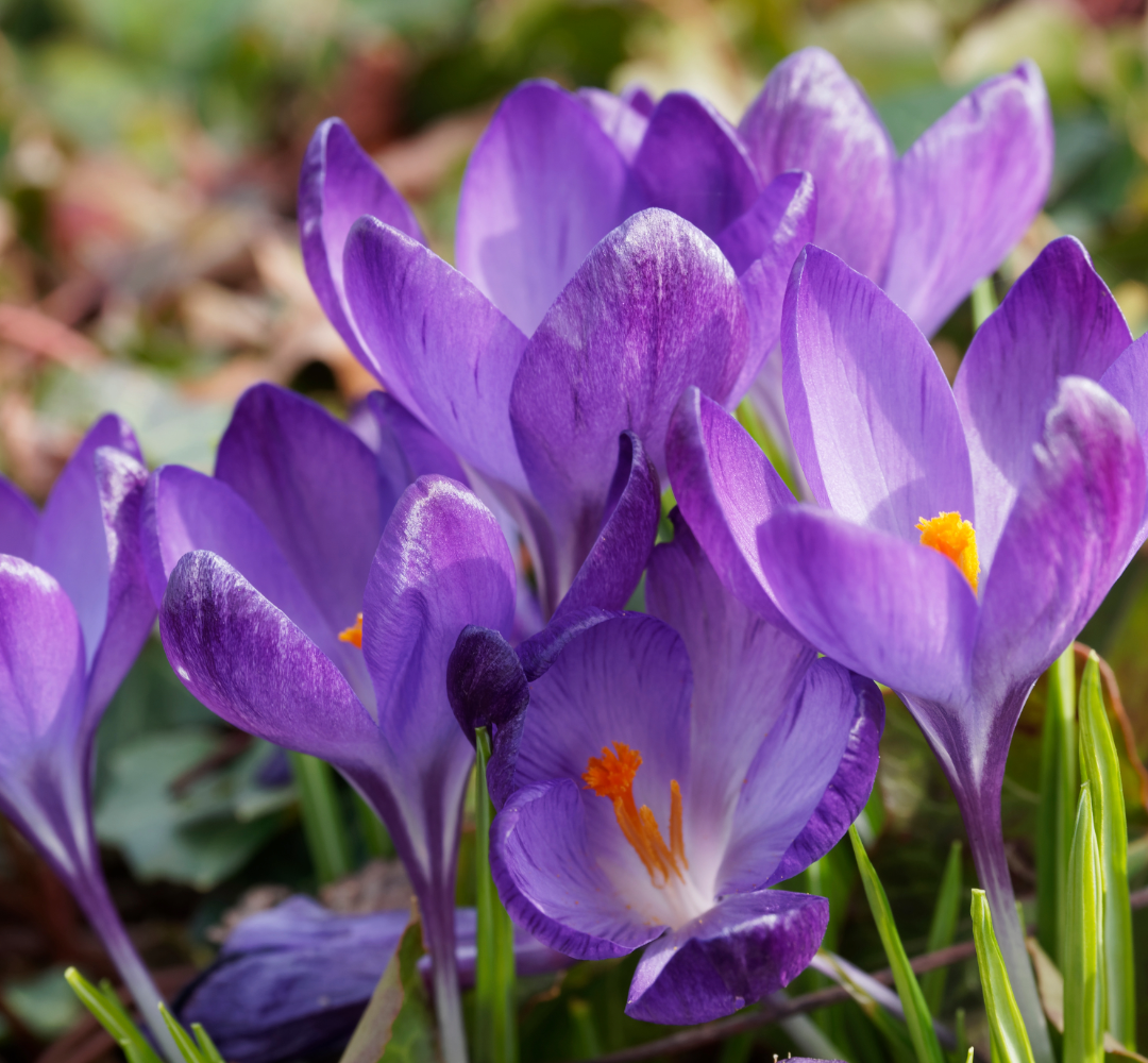 Crocus Bulbs