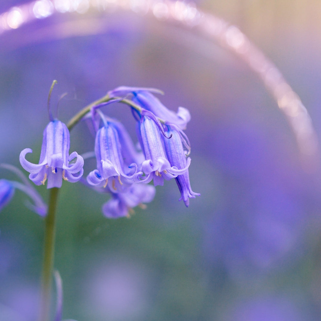 Flower Bulbs 'in the green'