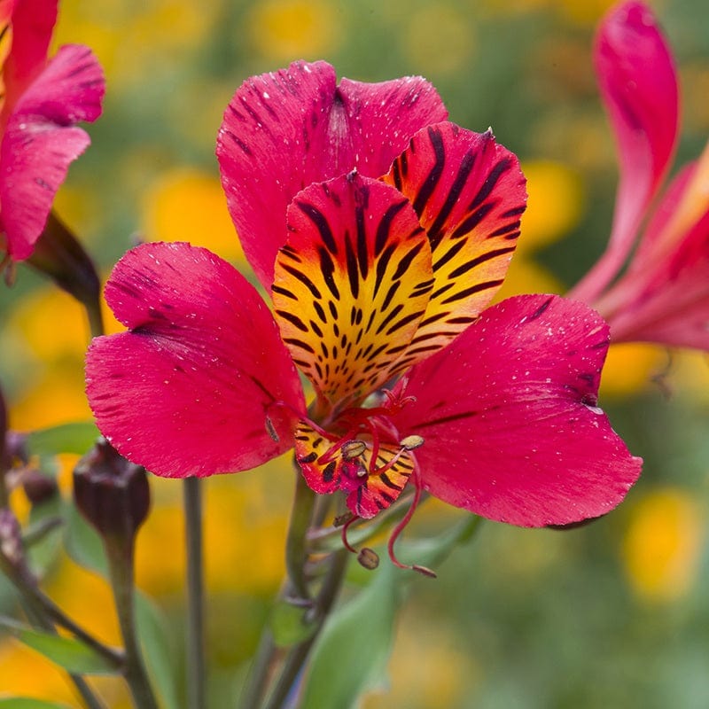 Alstroemeria Plants