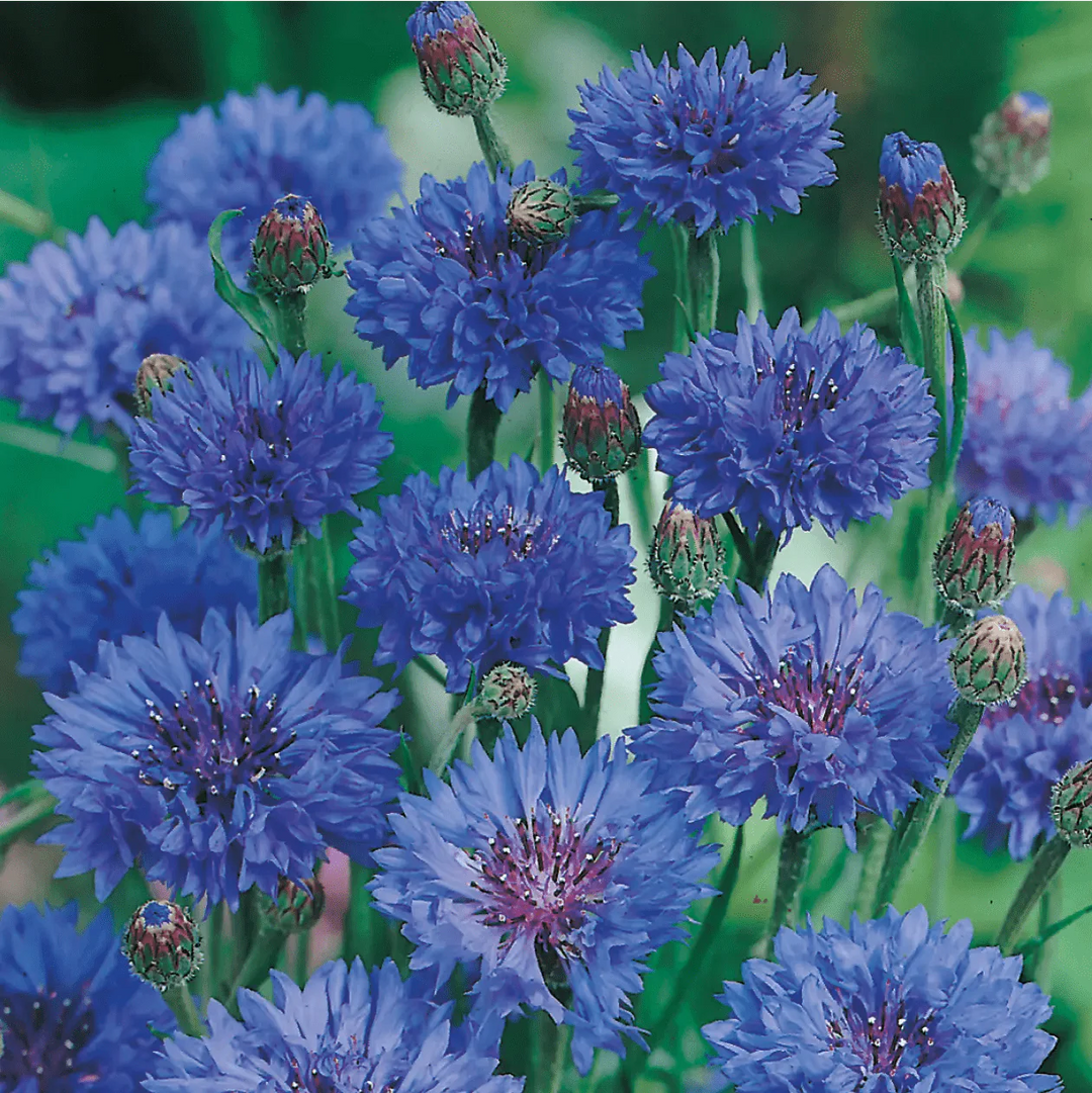 Cornflower Seeds