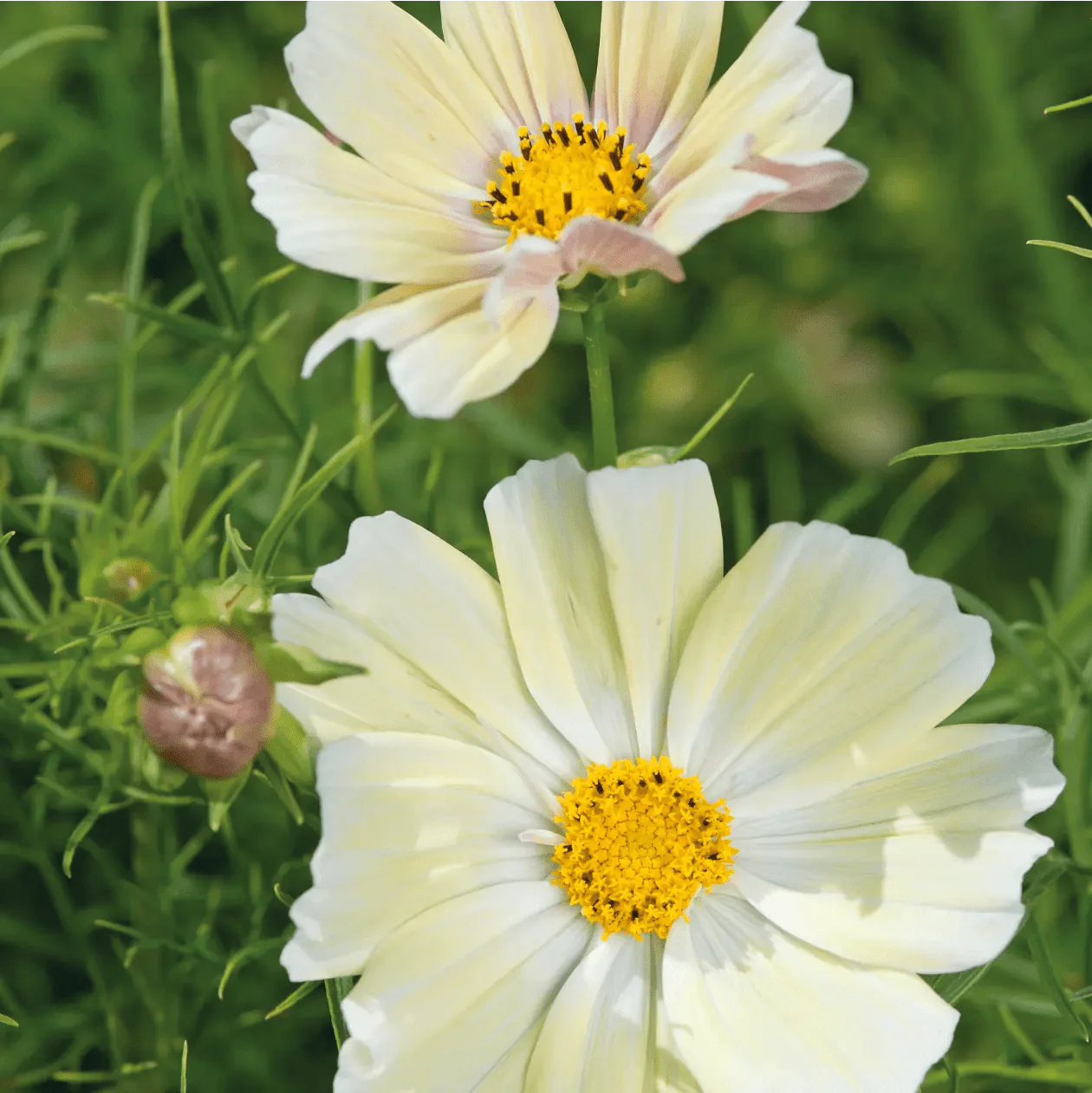 Cosmos Seeds 