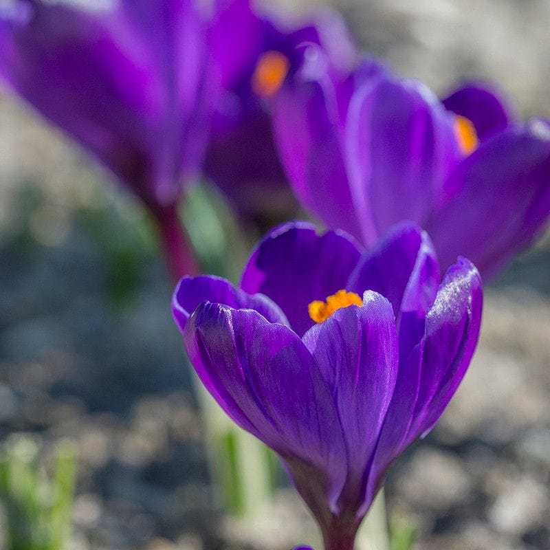 Purple Flowering Bulbs