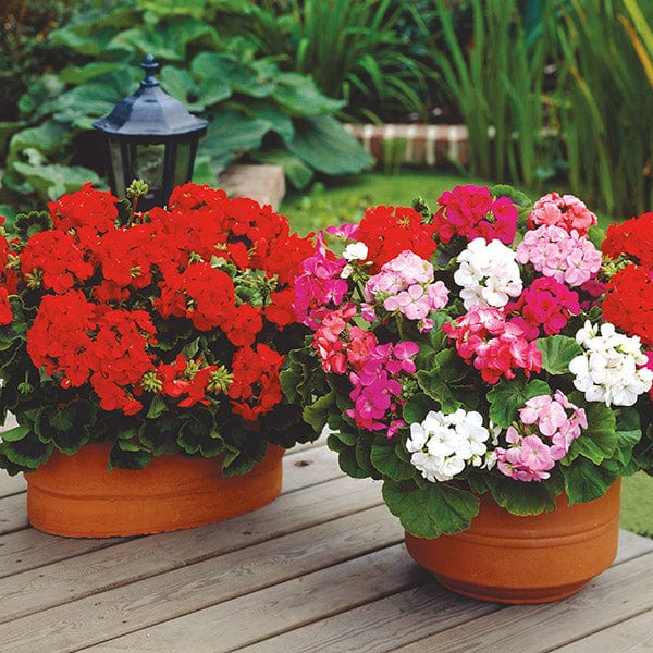 Plants with Red Flowers