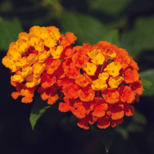 Orange Flowering Bulbs