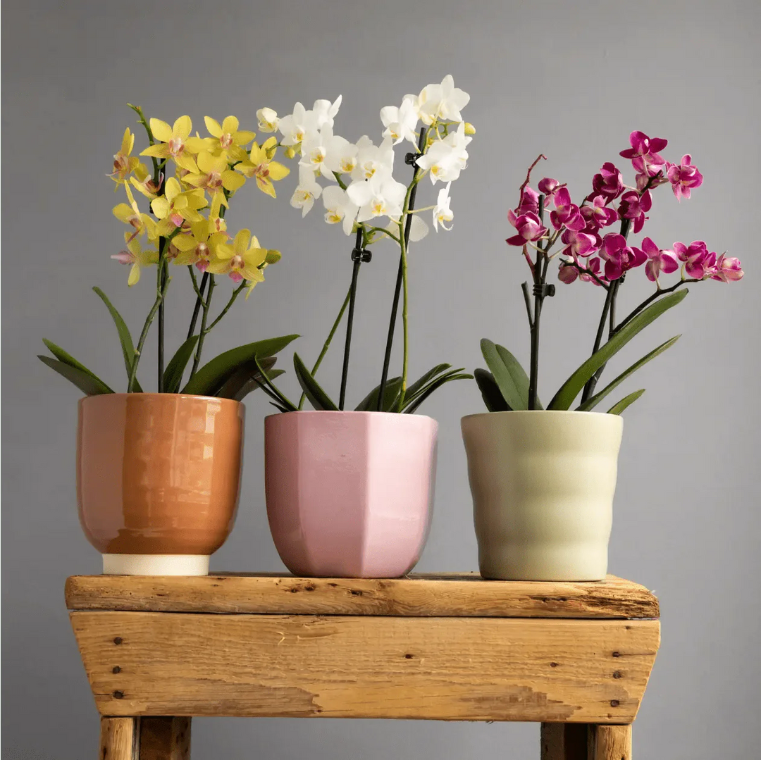 House Plants