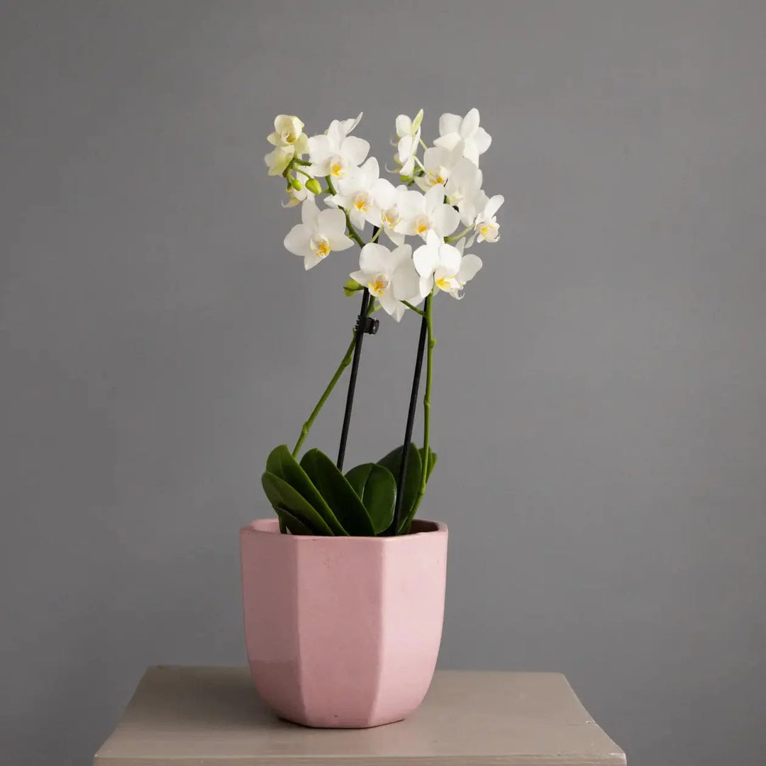 Gifts for Flower Lovers