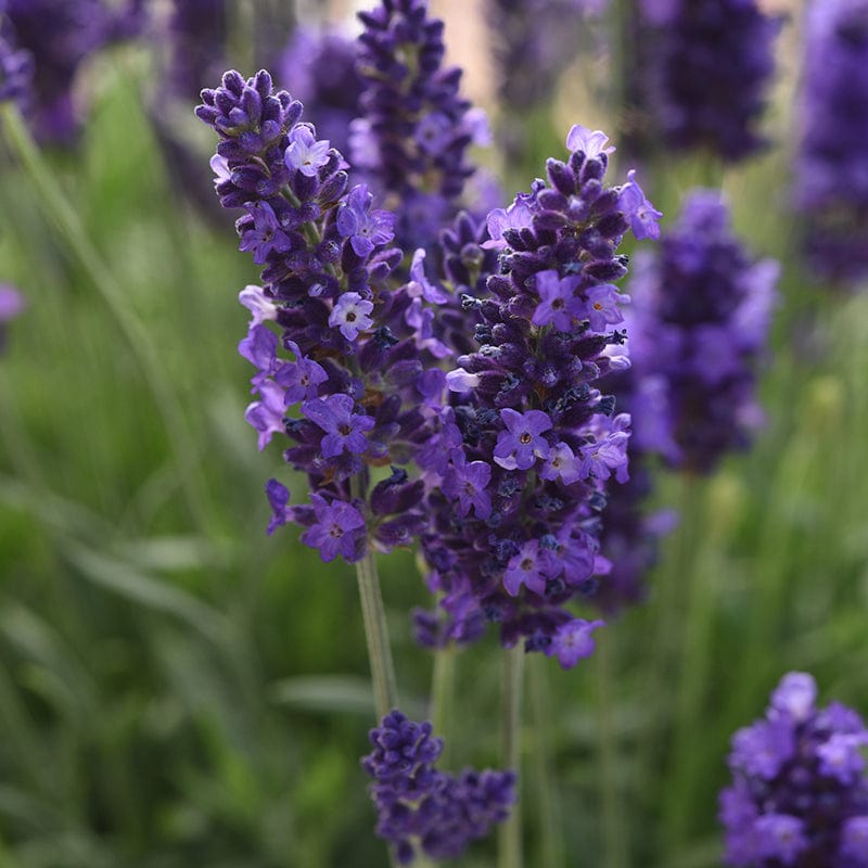 Lavender Seeds