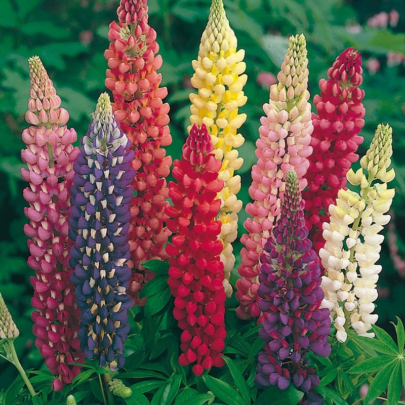 Lupin Plants