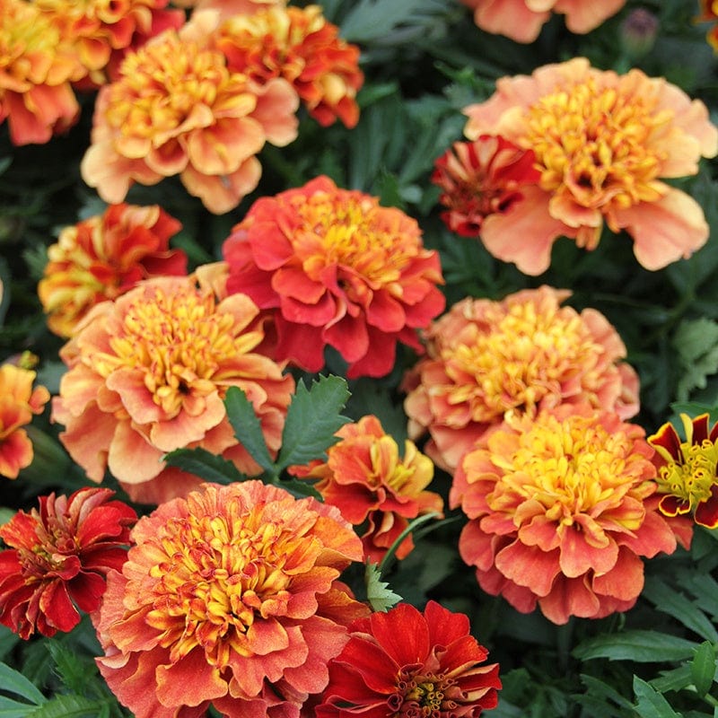 Marigold Seeds