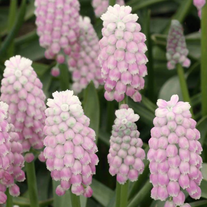 Muscari Bulbs