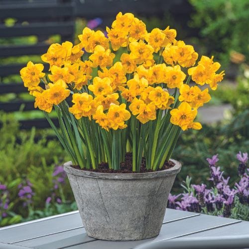 Plants with Yellow Flowers