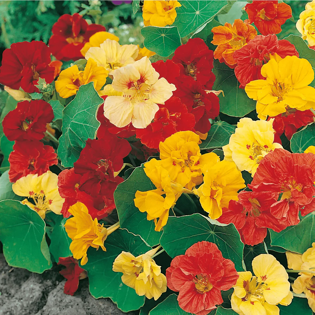 Nasturtium Seeds