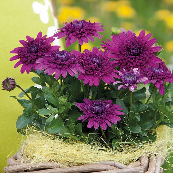 Plants with Purple Flowers