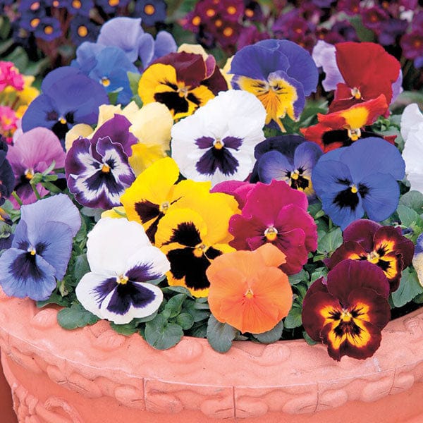 Pansy Plants