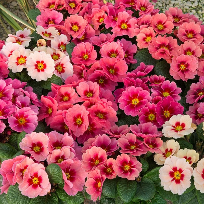 Primrose & Polyanthus Plants