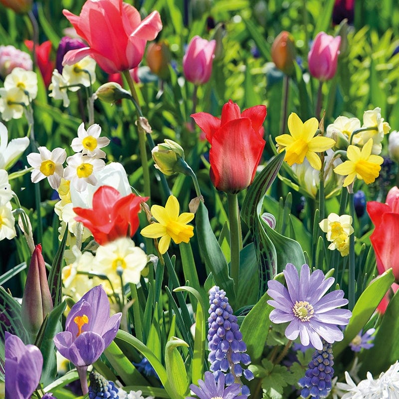 Spring Planting / Summer-Flowering Bulbs