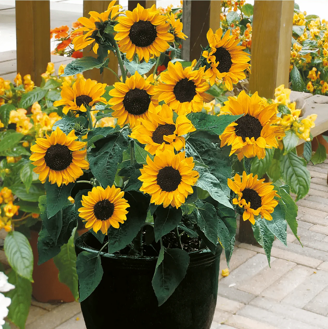 Sunflower Seeds