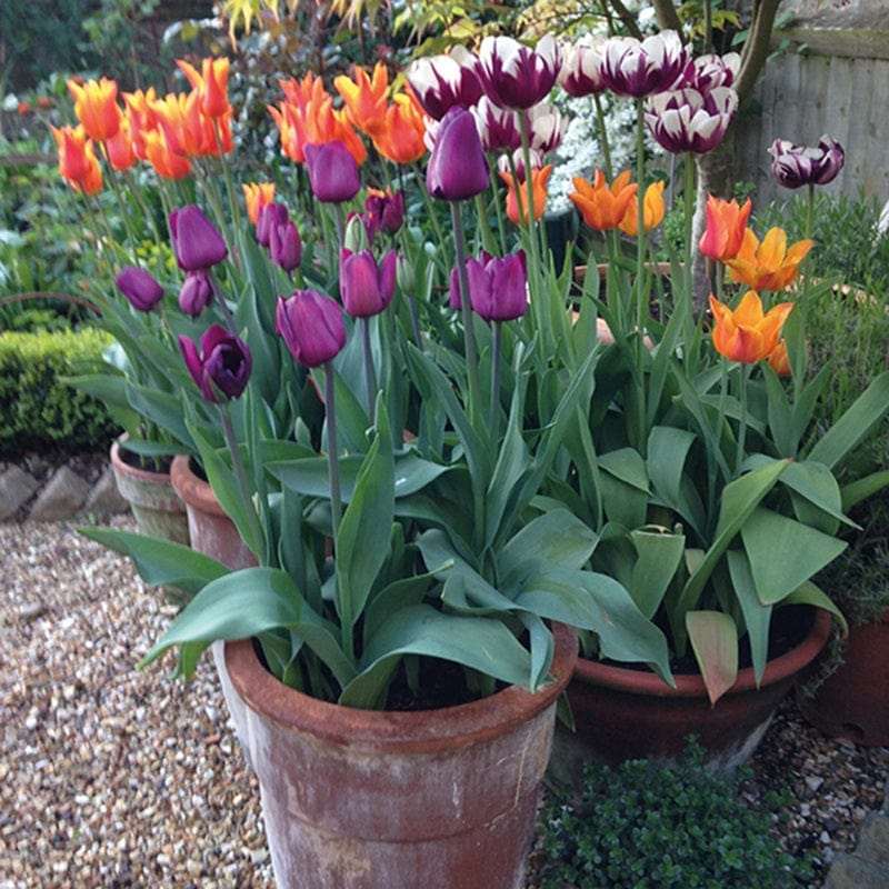 Pots and Container Plants