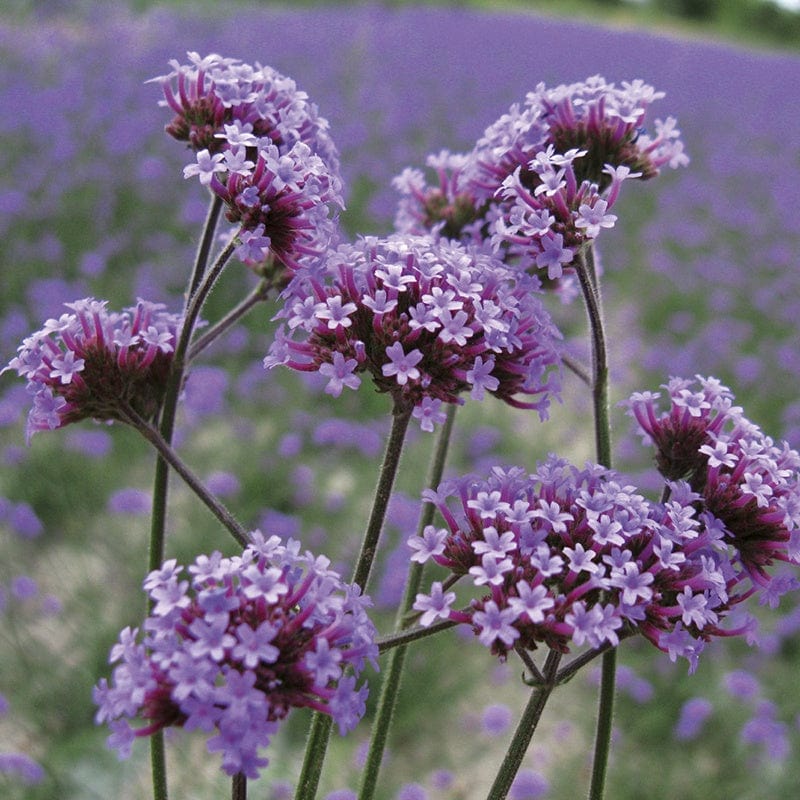 Verbena Plants