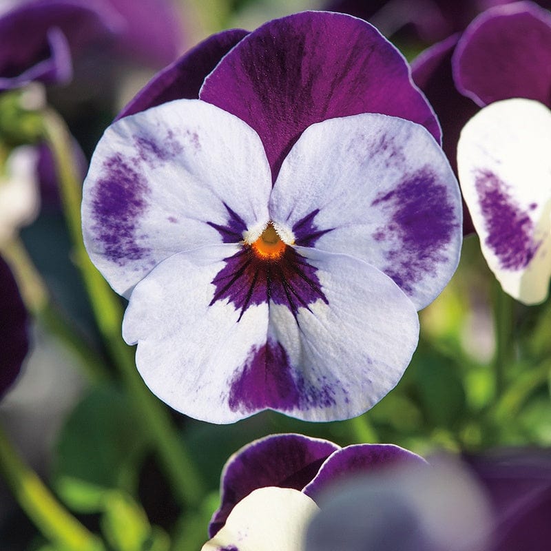 Viola Plants