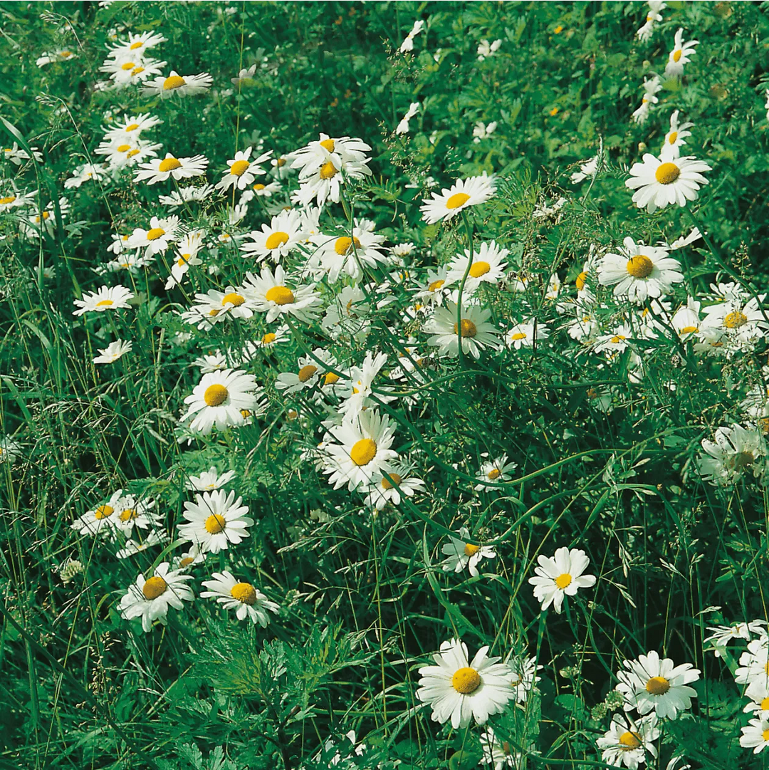 Wildflower Seeds