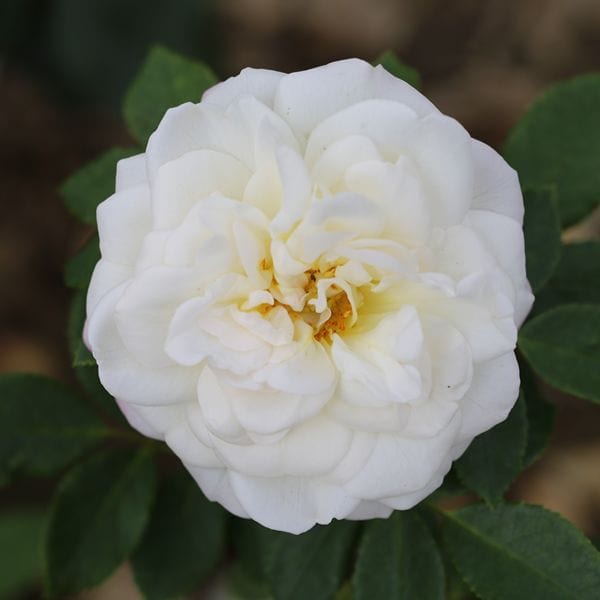 1 Bare Root Plant Rose Alba Maxima (Shrub) Bare Root Plants
