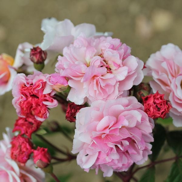 1 Bare Root Plant Rose Cornelia (Shrub) Bare Root Plants