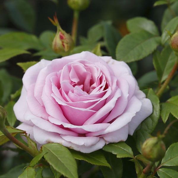 1 Bare Root Plant Rose Hopes & Dreams (Hybrid Tea) Bare Root Plants