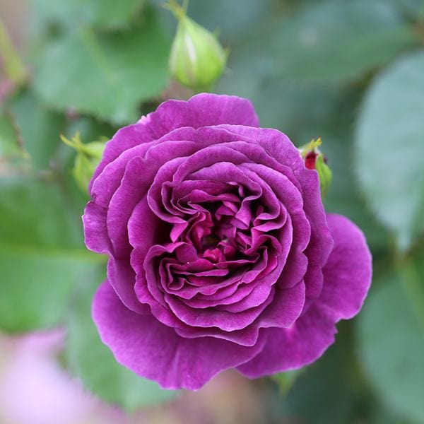 1 Bare Root Plant Rose Minerva (Floribunda) Bare Root Plants